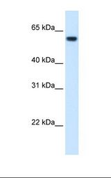 Fetal liver cell lysate. Antibody concentration: 1.25 ug/ml. Gel concentration: 12%.