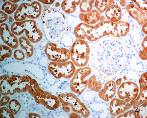 IHC of paraffin-embedded human kidney tissue using anti-FTCD antibody.