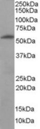 Staining (0.03 ug/ml) of Human Liver lysate (RIPA buffer, 35 ug total protein per lane). Primary incubated for 1 hour. Detected by chemiluminescence.