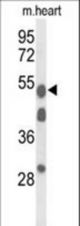 Western blot of A1BG Antibody in mouse heart tissue lysates (35 ug/lane). A1BG (arrow) was detected using the purified antibody.