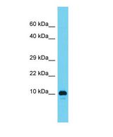 Western blot of RGD1561459 Antibody - N-terminal region in Rat Testis cells lysate.
