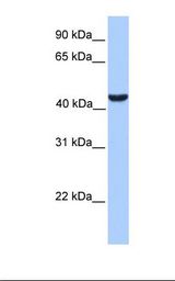 MCF7 cell lysate. Antibody concentration: 1.0 ug/ml. Gel concentration: 12%.