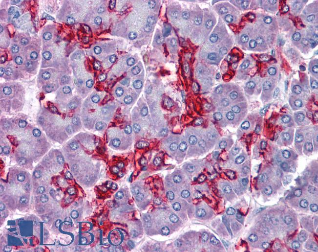 Anti-ABHD5 / CGI-58 antibody IHC of human pancreas. Immunohistochemistry of formalin-fixed, paraffin-embedded tissue after heat-induced antigen retrieval. Antibody LS-B4458 concentration 3.75 ug/ml.