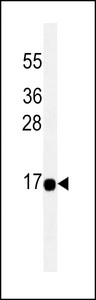 THEM2 Antibody western blot of HeLa cell line lysates (35 ug/lane). The THEM2 antibody detected the THEM2 protein (arrow).
