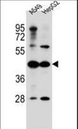 C10orf129 Antibody western blot of A549,HepG2 cell line lysates (35 ug/lane). The C10orf129 antibody detected the C10orf129 protein (arrow).