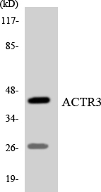 Western blot of the lysates from COLO205 cells using ACTR3 antibody.
