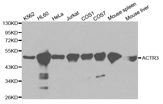 Western blot analysis of extracts of various cell lines, using ACTR3 antibody.