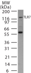 Western blot of TLR7 in Ramos cell lysate using antibody at 1:500.