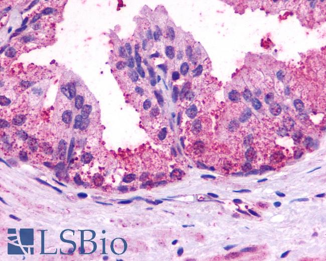 Anti-BAI1 antibody IHC of human prostate, benign prostatic hyperplasia. Immunohistochemistry of formalin-fixed, paraffin-embedded tissue after heat-induced antigen retrieval.