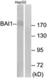 Western blot of extracts from HepG2 cells, using BAI1 Antibody. The lane on the right is treated with the synthesized peptide.
