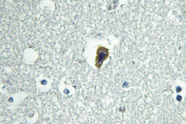 IHC of BAI-1 (Q732) pAb in paraffin-embedded human brain.