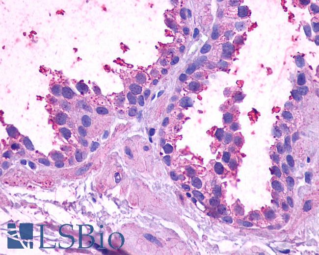 Anti-BAI1 antibody IHC of human prostate, benign prostatic hyperplasia. Immunohistochemistry of formalin-fixed, paraffin-embedded tissue after heat-induced antigen retrieval.