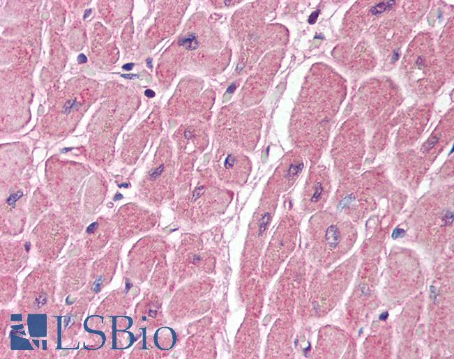 Anti-BAI2 antibody IHC of human heart. Immunohistochemistry of formalin-fixed, paraffin-embedded tissue after heat-induced antigen retrieval. Antibody LS-B3396 concentration 5 ug/ml.