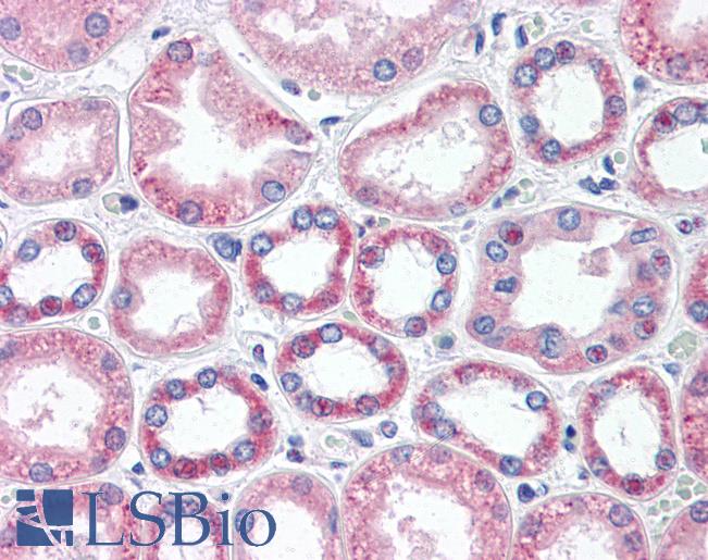 Anti-BAI3 antibody IHC of human kidney. Immunohistochemistry of formalin-fixed, paraffin-embedded tissue after heat-induced antigen retrieval. Antibody LS-B3397 concentration 15 ug/ml.