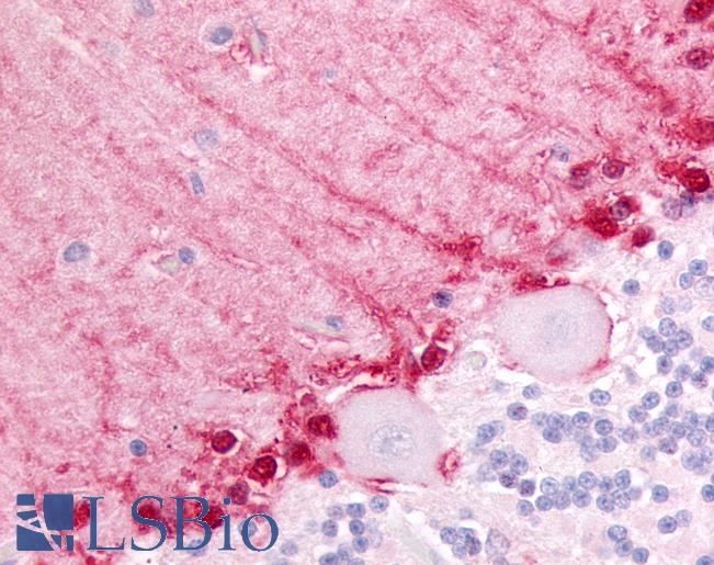 Anti-BAI3 antibody LS-A3583 IHC of human brain, cerebellum. Immunohistochemistry of formalin-fixed, paraffin-embedded tissue after heat-induced antigen retrieval.