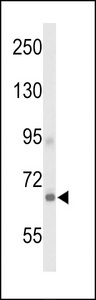 Western blot of GPR133 Antibody in 293 cell line lysates (35 ug/lane). GPR133 (arrow) was detected using the purified antibody.