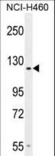 GPR144 Antibody western blot of NCI-H460 cell line lysates (35 ug/lane). The GPR144 antibody detected the GPR144 protein (arrow).