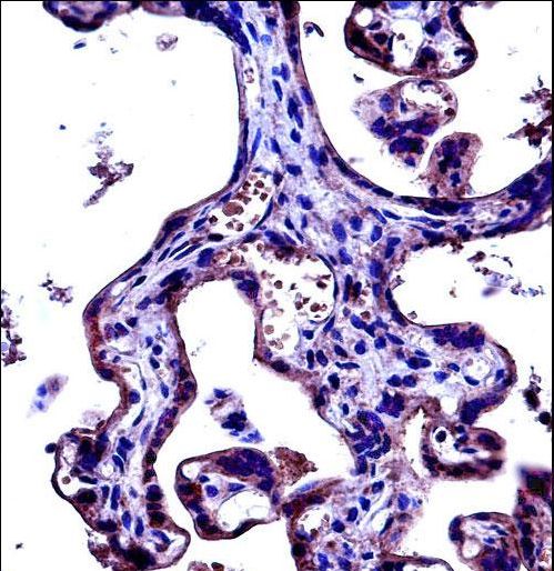 CD97 Antibody immunohistochemistry of formalin-fixed and paraffin-embedded human placenta tissue followed by peroxidase-conjugated secondary antibody and DAB staining.