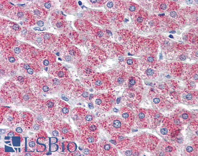 Anti-GPR126 antibody LS-A4885 IHC of human liver. Immunohistochemistry of formalin-fixed, paraffin-embedded tissue after heat-induced antigen retrieval.