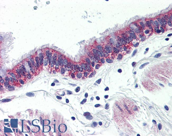 Anti-GPR126 antibody LS-A1715 IHC of human lung, respiratory epithelium. Immunohistochemistry of formalin-fixed, paraffin-embedded tissue after heat-induced antigen retrieval.