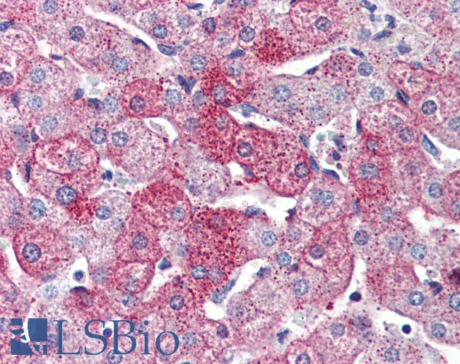 Anti-GPR126 antibody LS-A1715 IHC of human liver. Immunohistochemistry of formalin-fixed, paraffin-embedded tissue after heat-induced antigen retrieval.