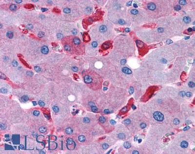 Anti-GPR128 antibody LS-A8008 IHC of human liver. Immunohistochemistry of formalin-fixed, paraffin-embedded tissue after heat-induced antigen retrieval.