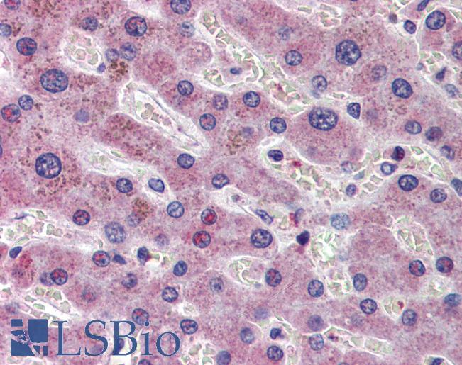 Anti-AIFM1 / AIF antibody IHC of human liver. Immunohistochemistry of formalin-fixed, paraffin-embedded tissue after heat-induced antigen retrieval. Antibody LS-B3765 concentration 5 ug/ml.