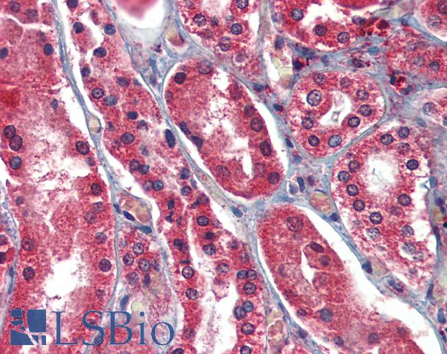 Anti-AIFM1 / AIF antibody IHC of human kidney. Immunohistochemistry of formalin-fixed, paraffin-embedded tissue after heat-induced antigen retrieval. Antibody LS-B3765 concentration 5 ug/ml.