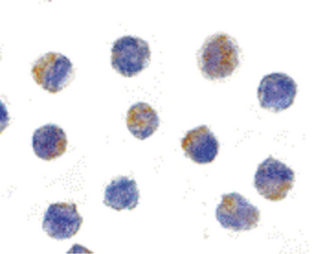 Immunocytochemistry of AIF in K562 cells with AIF antibody at 5 ug/ml.