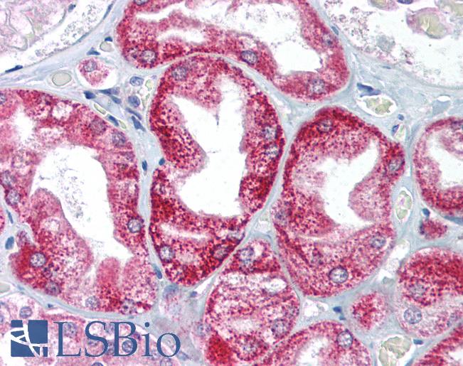 Anti-AIFM1 / AIF antibody IHC of human kidney. Immunohistochemistry of formalin-fixed, paraffin-embedded tissue after heat-induced antigen retrieval. Antibody LS-B1508 concentration 5 ug/ml.