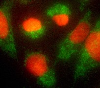 Immunofluorescent staining of HeLa cells, using AIF antibody(Green fluorescence- AIF localized in mitochondria, Red - PI nuclear staining).
