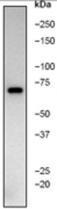 Western blot of K562 cell lysate using anti-AIF antibody, 1:1000 dilution.