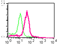 Flow cytometry of permeabilized K562 cells using anti-AIF antibody (red) or a rabbit IgG (negative, green).