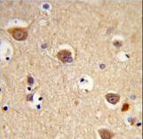 Formalin-fixed and paraffin-embedded human brain tissue reacted with AIFM1 Antibody , which was peroxidase-conjugated to the secondary antibody, followed by DAB staining. This data demonstrates the use of this antibody for immunohistochemistry; clinical relevance has not been evaluated.
