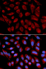 Immunofluorescence analysis of U2OS cell using AIFM1 antibody. Blue: DAPI for nuclear staining.