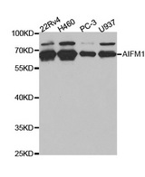 Western blot analysis of extracts of various cell lines, using AIFM1 antibody.