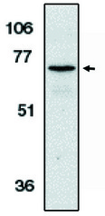 Western blot of anti-AIF (NT) antibody at 1 ug/ml on K562 cell lysate.
