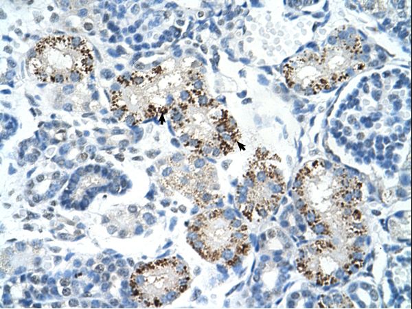 AIFM1 / AIF antibody LS-C40540 was used in IHC to stain formalin-fixed, paraffin-embedded human kidney.