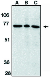 Western blot of anti-AIF (IN) antibody at 1 ug/ml on K562 cell lysate (A) and rat (B) and mouse (C) heart tissue lysates.