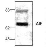Western blot of AIFM1 / AIF antibody LS-C48245.