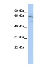 AIFM1 / AIF antibody LS-C112280 Western blot of Jurkat Cell lysate. Antibody concentration 1 ug/ml.