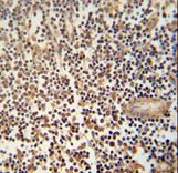 MCA1 Antibody immunohistochemistry of formalin-fixed and paraffin-embedded human lymph node followed by peroxidase-conjugated secondary antibody and DAB staining.
