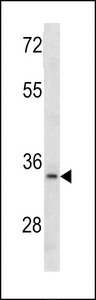 Western blot of MCA1 antibody in 293 cell line lysates (35 ug/lane). MCA1 (arrow) was detected using the purified antibody.