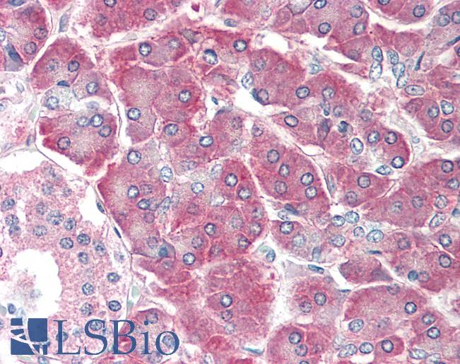 Anti-AIMP1 / EMAP II / p43 antibody IHC staining of human pancreas. Immunohistochemistry of formalin-fixed, paraffin-embedded tissue after heat-induced antigen retrieval. Antibody LS-B10346 concentration 5 ug/ml.