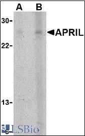 Western blot of APRIL expression in K562 cells with APRIL antibody at (A) 5 and (B) 10 ug/ml.