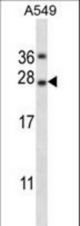 TNFSF14 Antibody western blot of A549 cell line lysates (35 ug/lane). The TNFSF14 antibody detected the TNFSF14 protein (arrow).