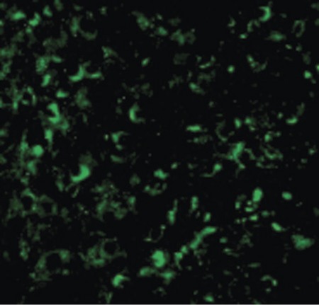 Immunofluorescence of Akt1 in Human Liver cells with Akt1 antibody at 20 ug/ml.