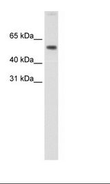 Fetal small Intestine Lysate
