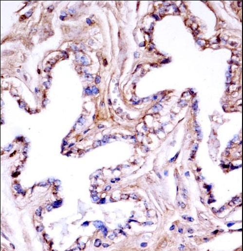 Mouse Akt1 Antibody immunohistochemistry of formalin-fixed and paraffin-embedded mouse gallbladder tissue followed by peroxidase-conjugated secondary antibody and DAB staining.