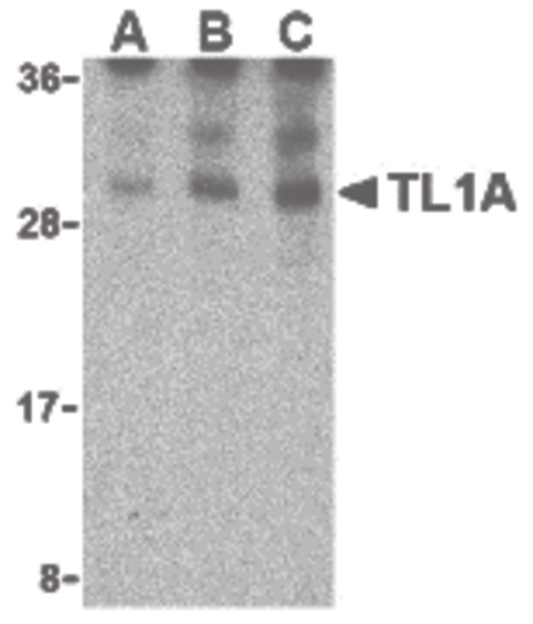Western blot of TL1A in mouse lung cell lysates with TL1A antibody at (A) 0.5, (B) 1, and (C) 2 ug/ml.